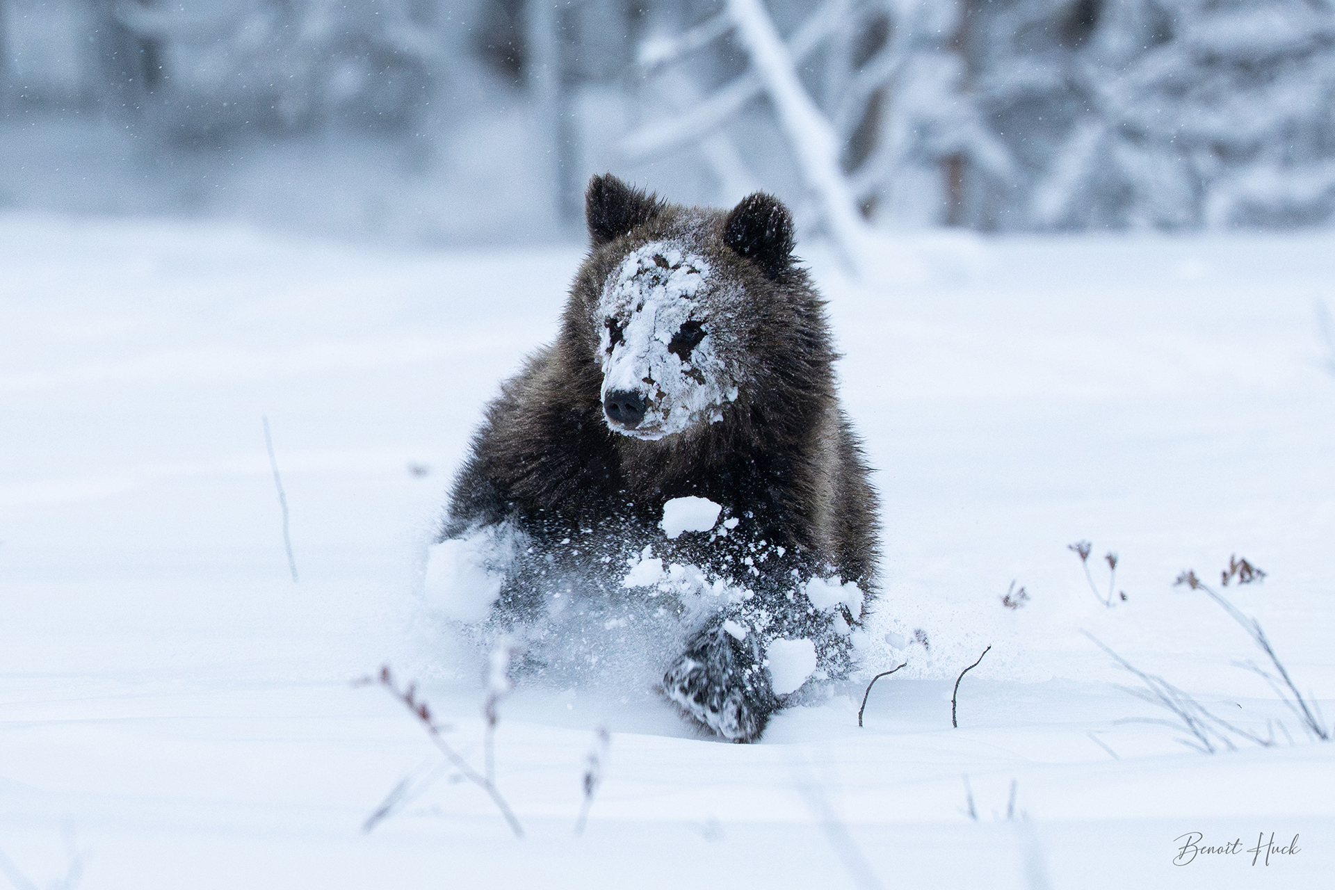 Ours brun (Ursus arctos) / Finlande – Ourson