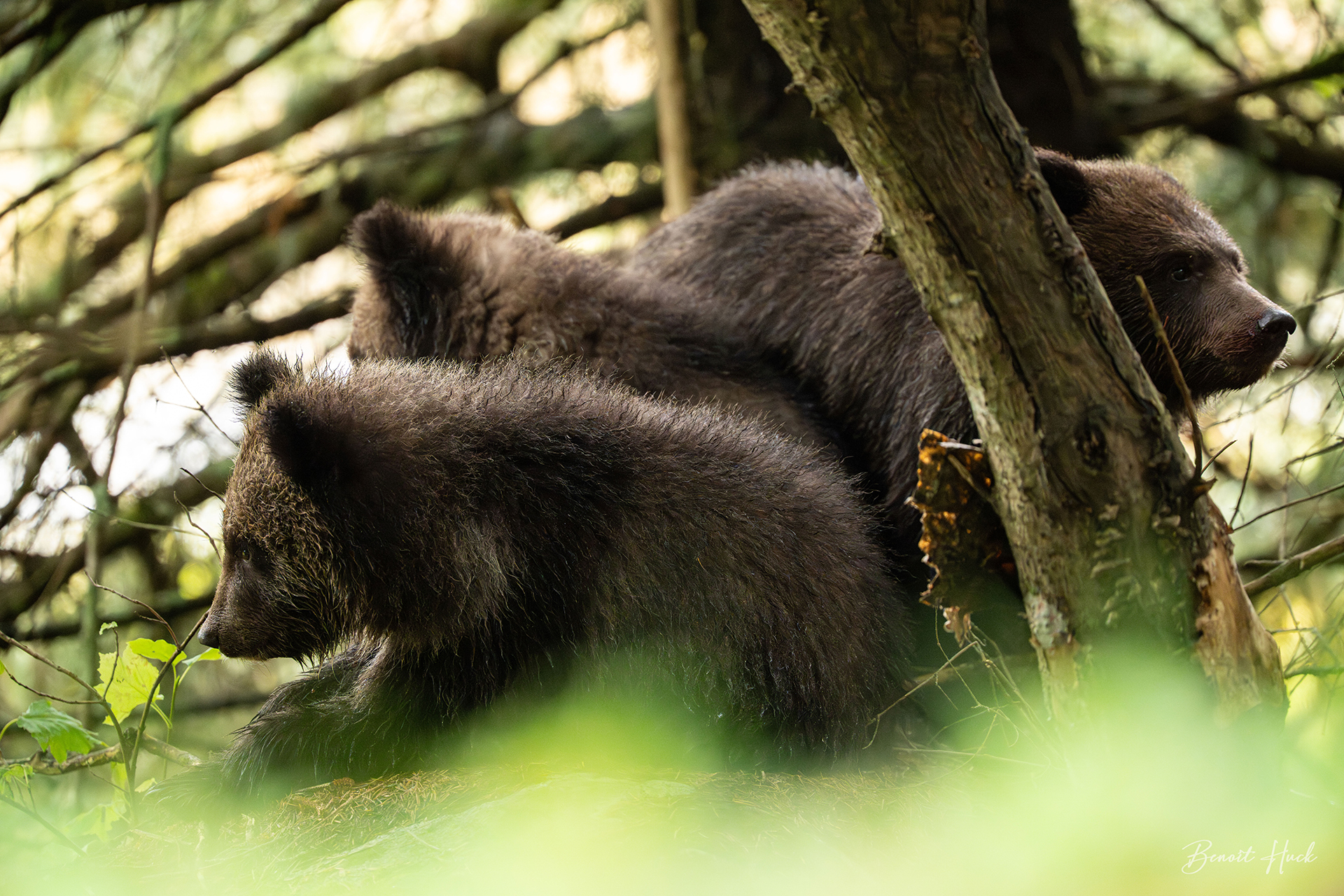 Ours brun côtier (Ursus arctos) / Alaska – Oursons