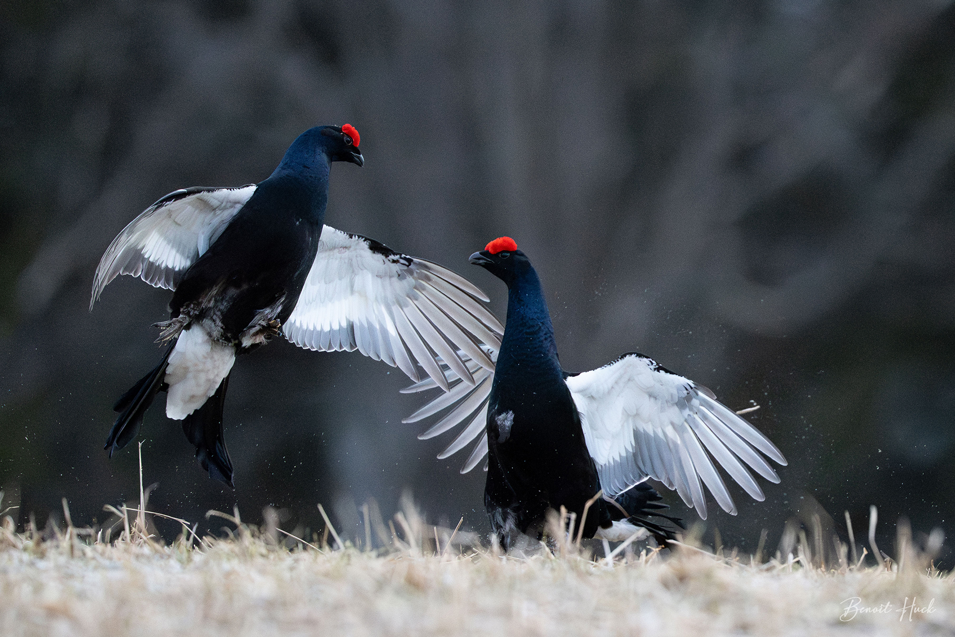 Tétras lyre (Lyrurus tetrix) / Finlande – Combat de mâles