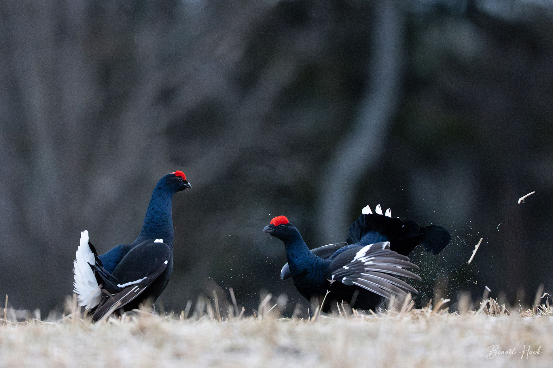 Tétras lyre (Lyrurus tetrix) / Finlande – Combat de mâles