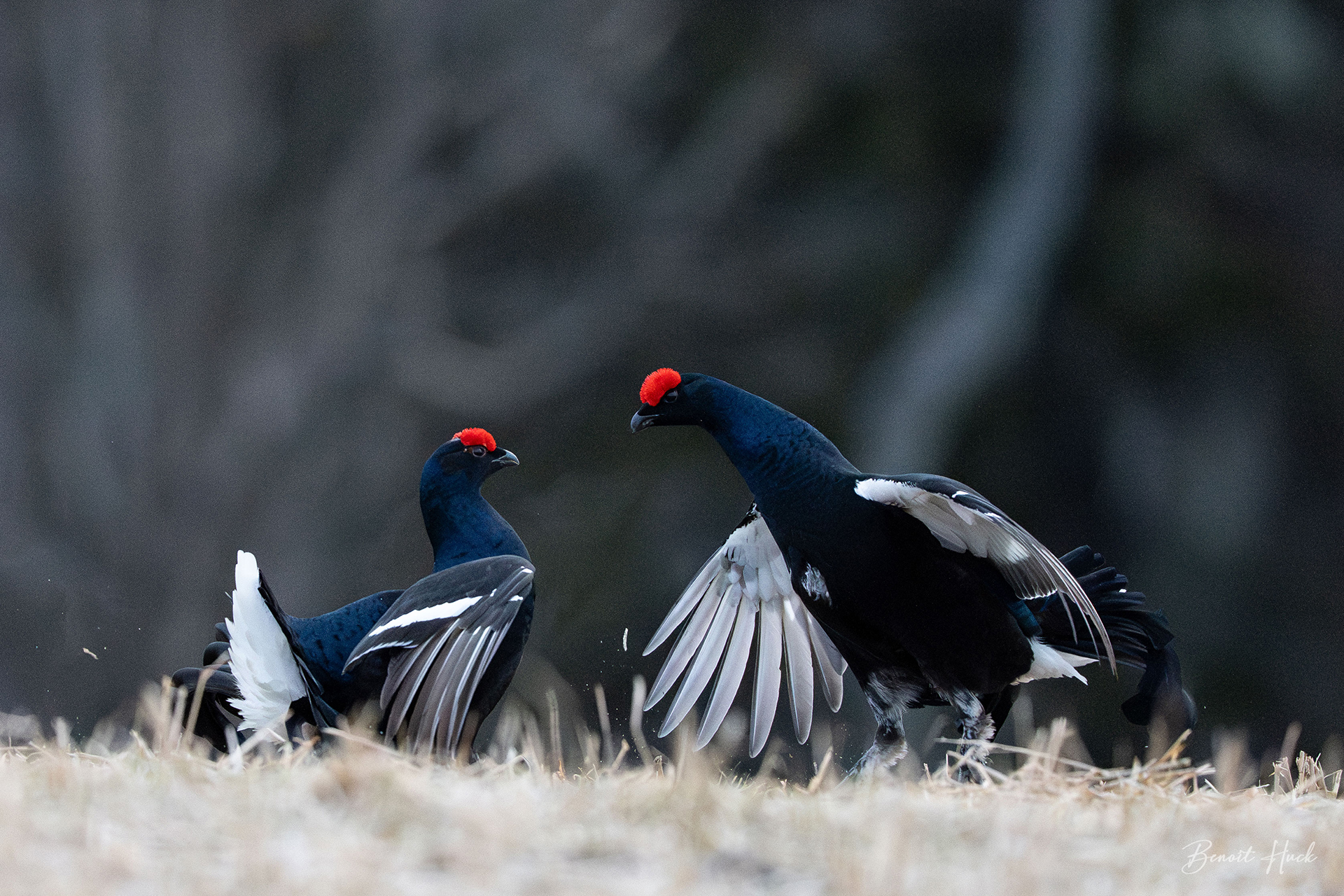 Tétras lyre (Lyrurus tetrix) / Finlande – Combat de mâles