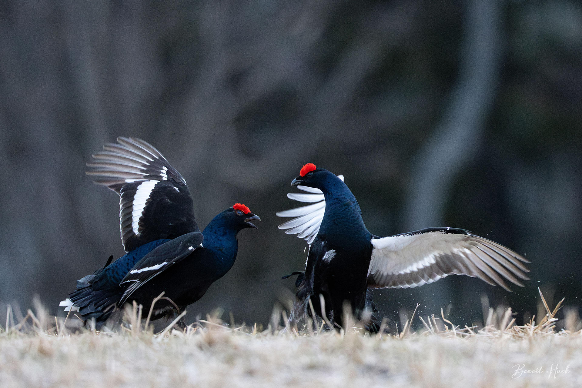 Tétras lyre (Lyrurus tetrix) / Finlande – Combat de mâles