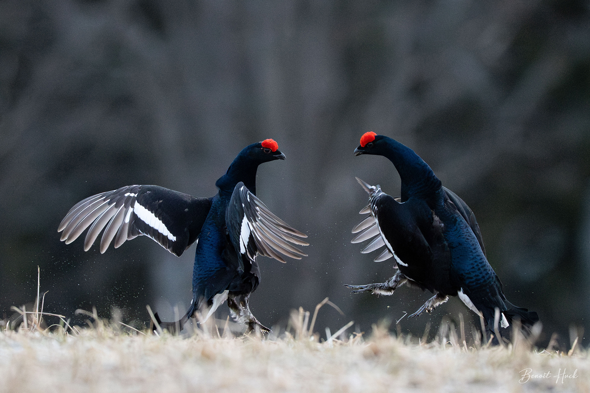 Tétras lyre (Lyrurus tetrix) / Finlande – Combat de mâles