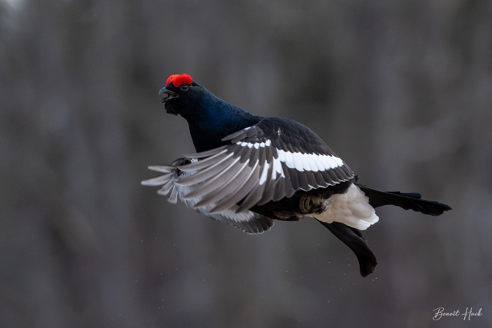 Tétras lyre (Lyrurus tetrix) / Finlande