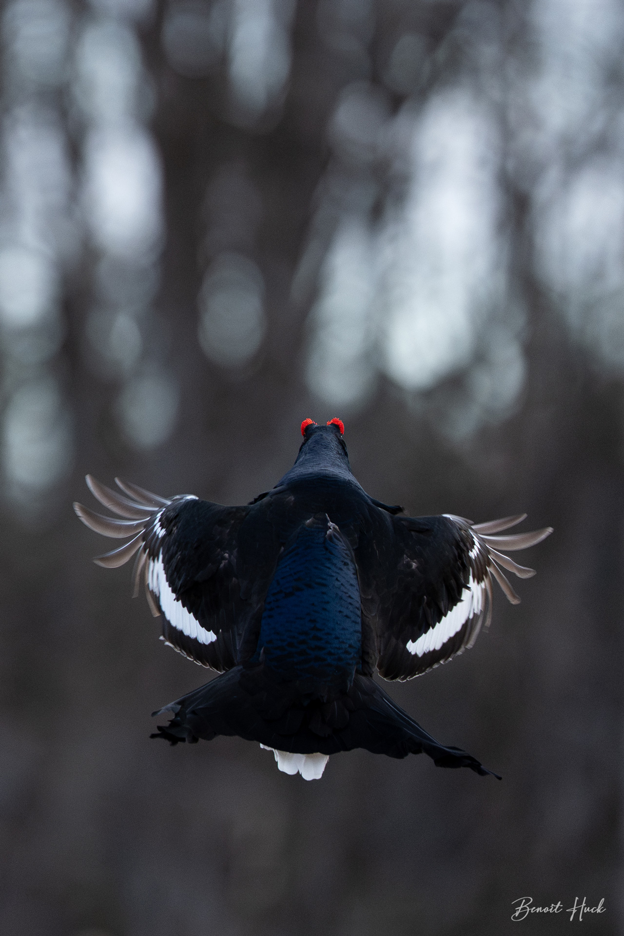 Tétras lyre (Lyrurus tetrix) / Finlande